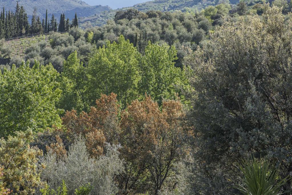 فيلا Cortijo La Vinuela Atalbeitar المظهر الخارجي الصورة